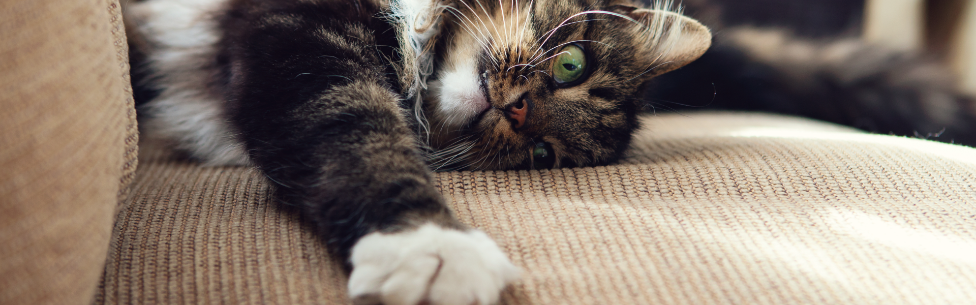 Cum scapi de parul de animale din casa – sfaturi utile