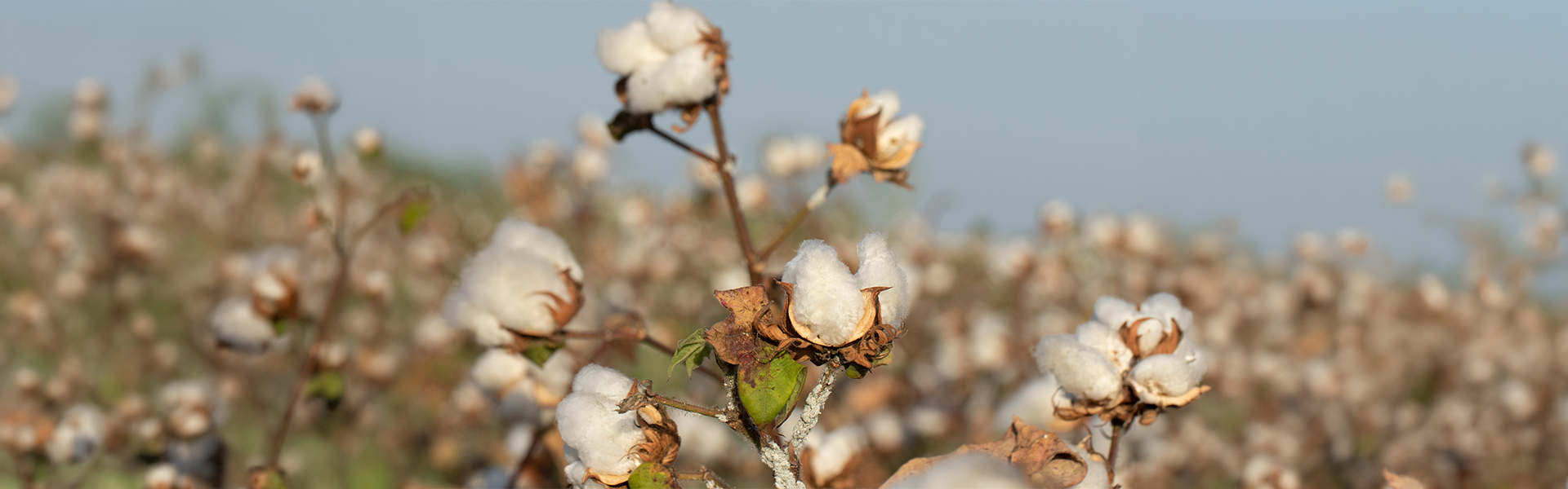 Bumbacul organic: de ce reprezinta o optiune ideala atat pentru tine, cat si pentru mediul inconjurator
